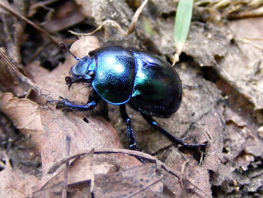 Trypocopris vernalis - tavaszi álganéjtúró