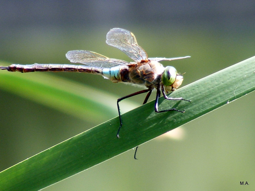 Anax parthenope - barna óriásacsa