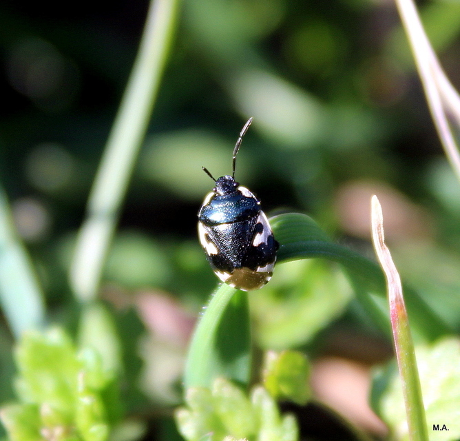 Tritomegas bicolor - foltos földipoloska