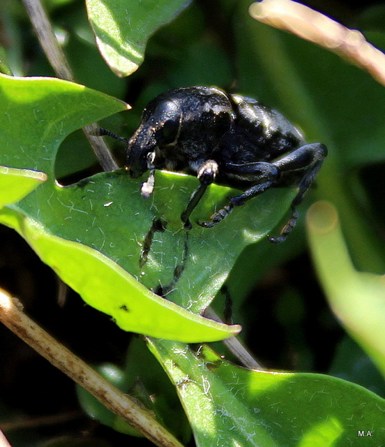 Pseudocleonus cinereus - hamvas barkó