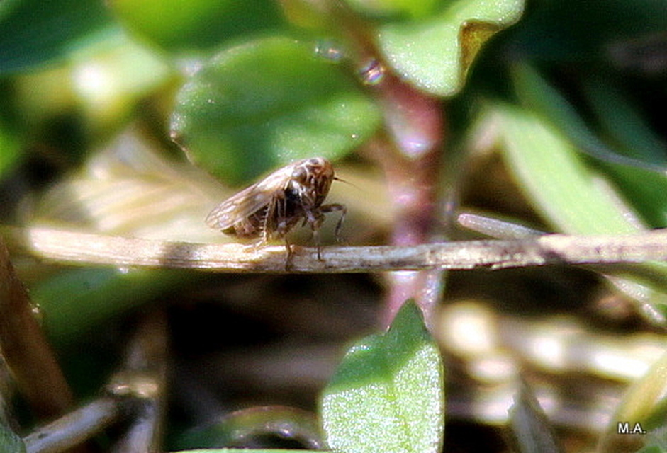 Anaceratagallia ribauti