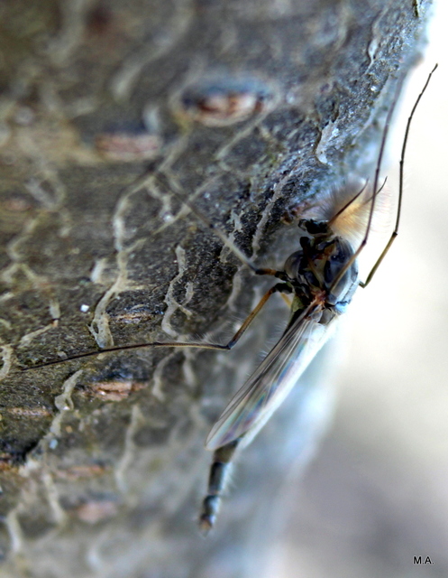 Chironomidae - árvaszúnyogok