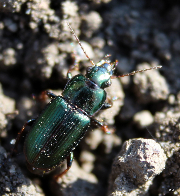Harpalus distinguendus - mezei lomhafutó