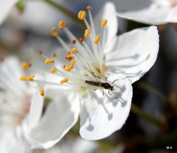 Chironomidae - árvaszúnyogok