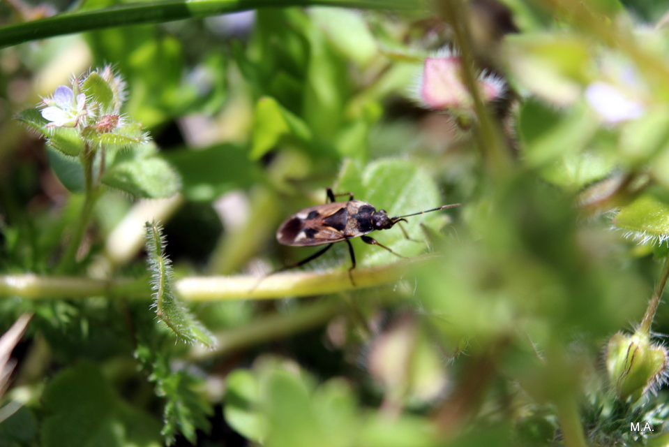 Rhyparochromus vulgaris - közönséges díszesbodobács