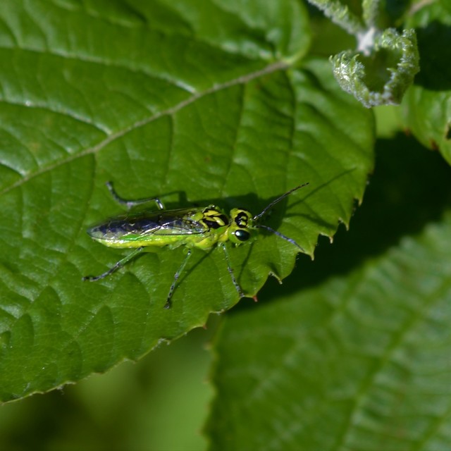 Rhogogaster