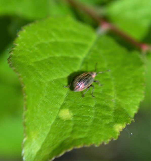 Phyllobius pyri - gyümölcsfa-levélormányos