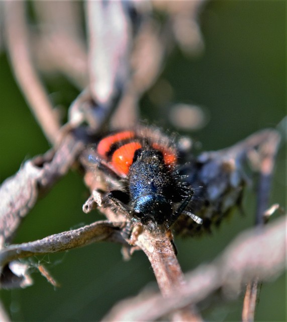Trichodes favarius - hatfoltos méhészbogár
