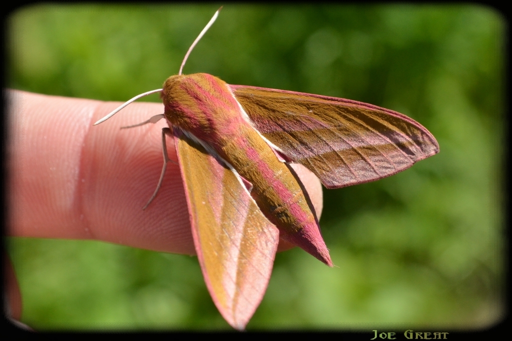 Deilephila elpenor - szőlőszender