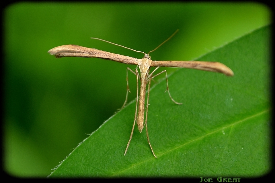 Pterophoridae - tollasmolyfélék
