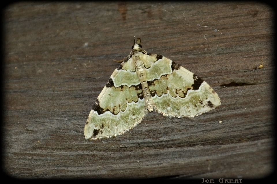 Colostygia pectinataria - zöld levélaraszoló