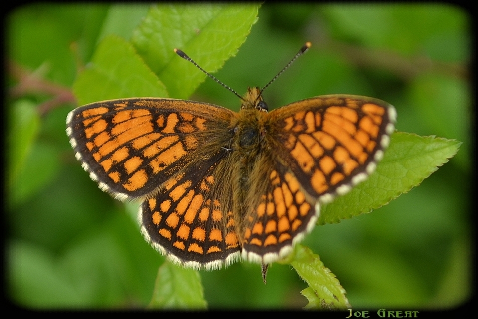 Melitaea athalia - közönséges tarkalepke