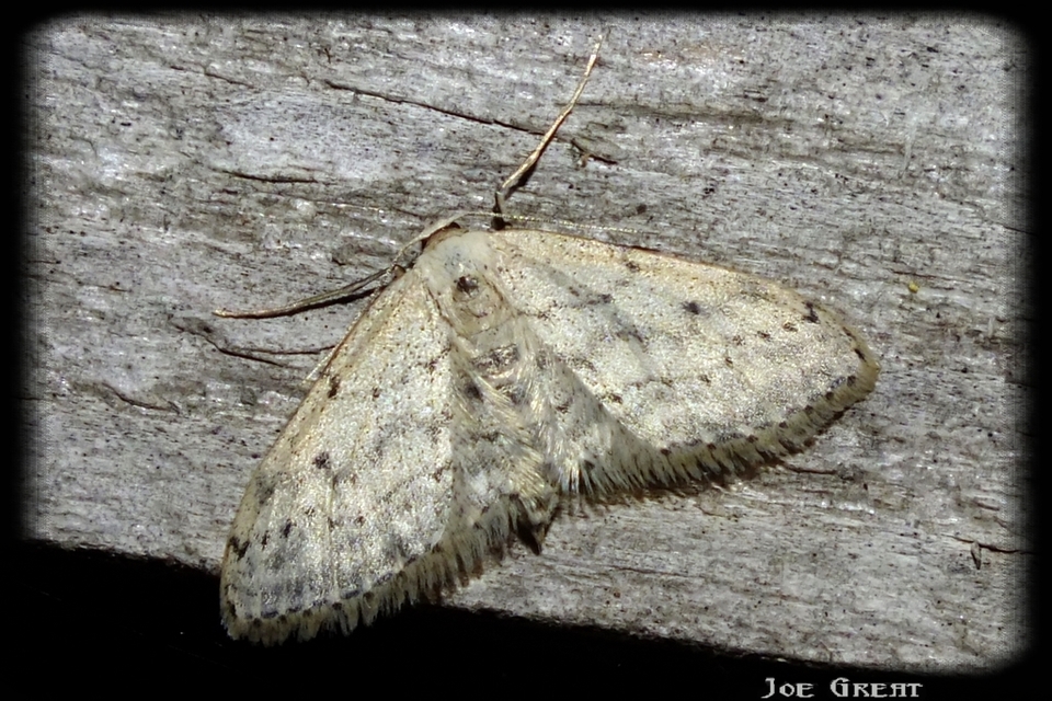 Idaea seriata - szürke apróaraszoló