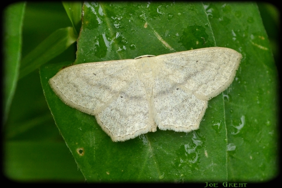 Scopula nigropunctata - feketepettyes araszoló