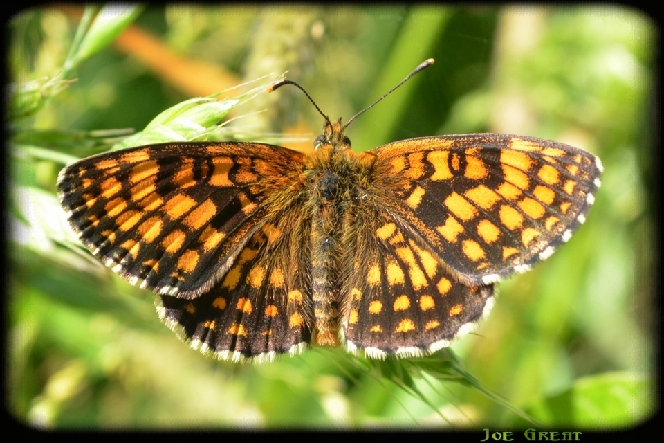 Melitaea athalia - közönséges tarkalepke