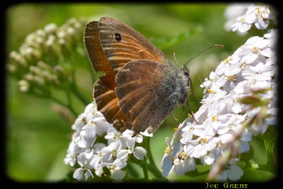Coenonympha pamphilus - kis szénalepke
