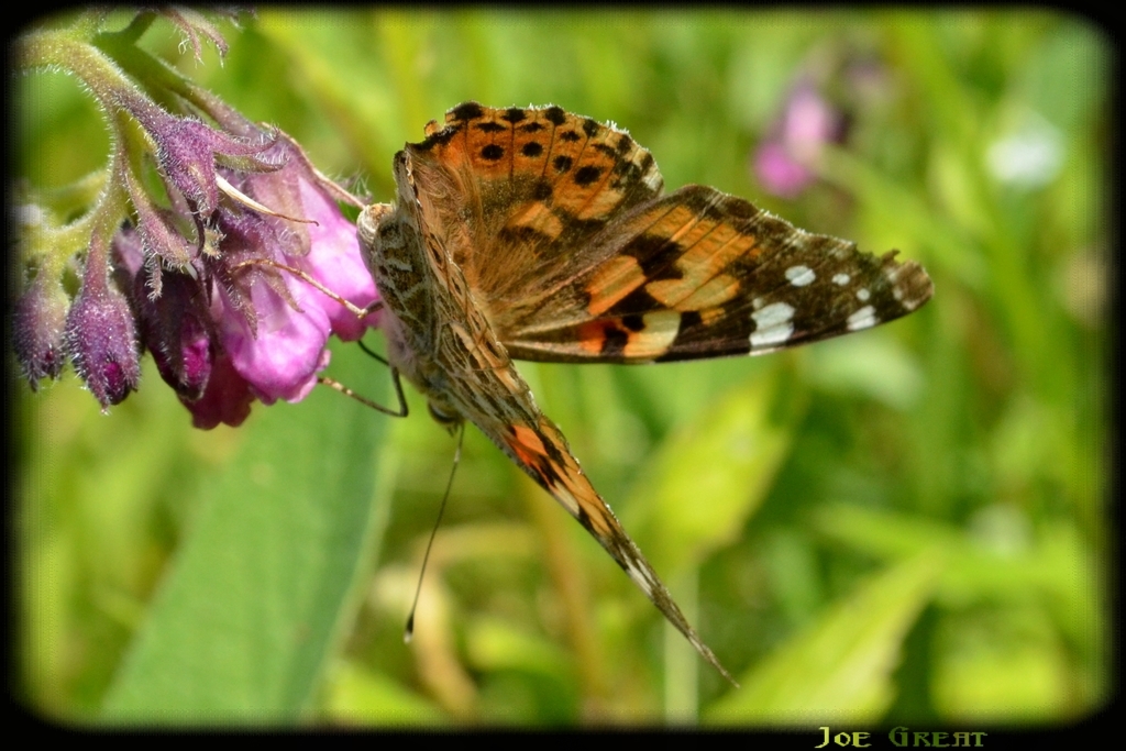 Vanessa cardui - bogáncslepke