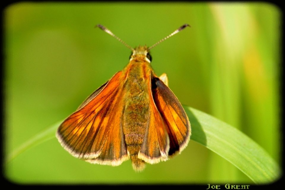 Ochlodes sylvanus - erdei busalepke
