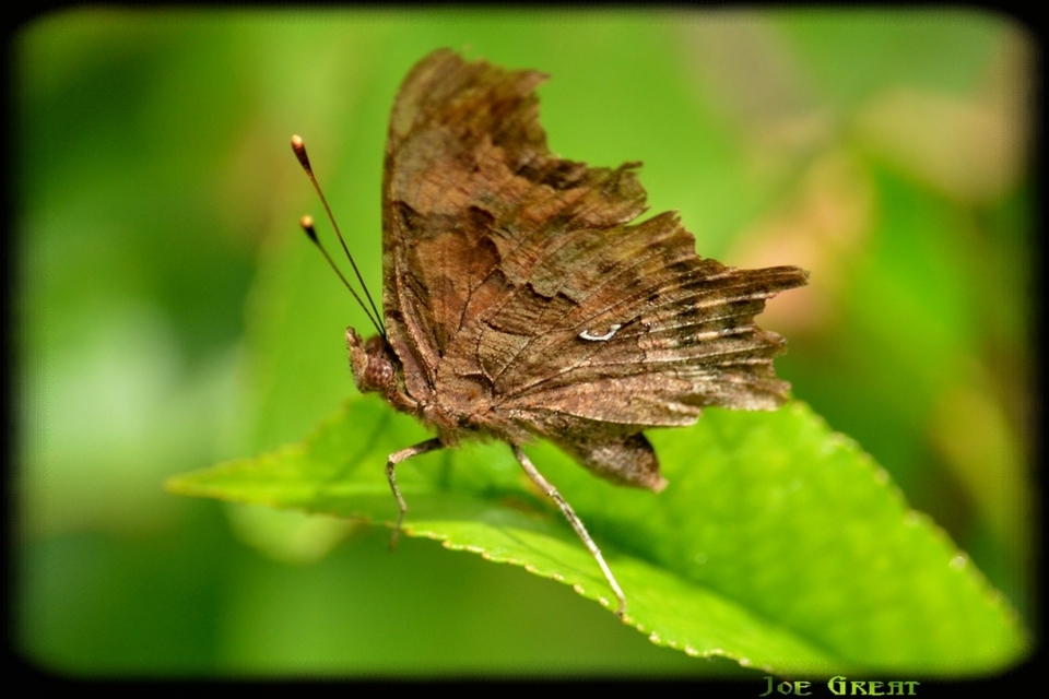 Nymphalis c-album - C-betűs lepke