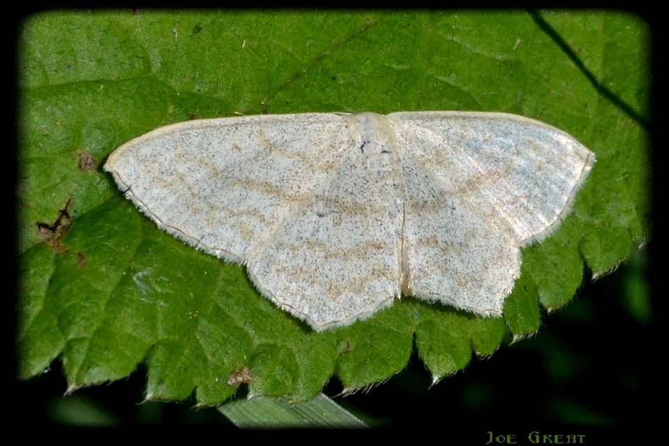 Scopula nigropunctata - feketepettyes araszoló