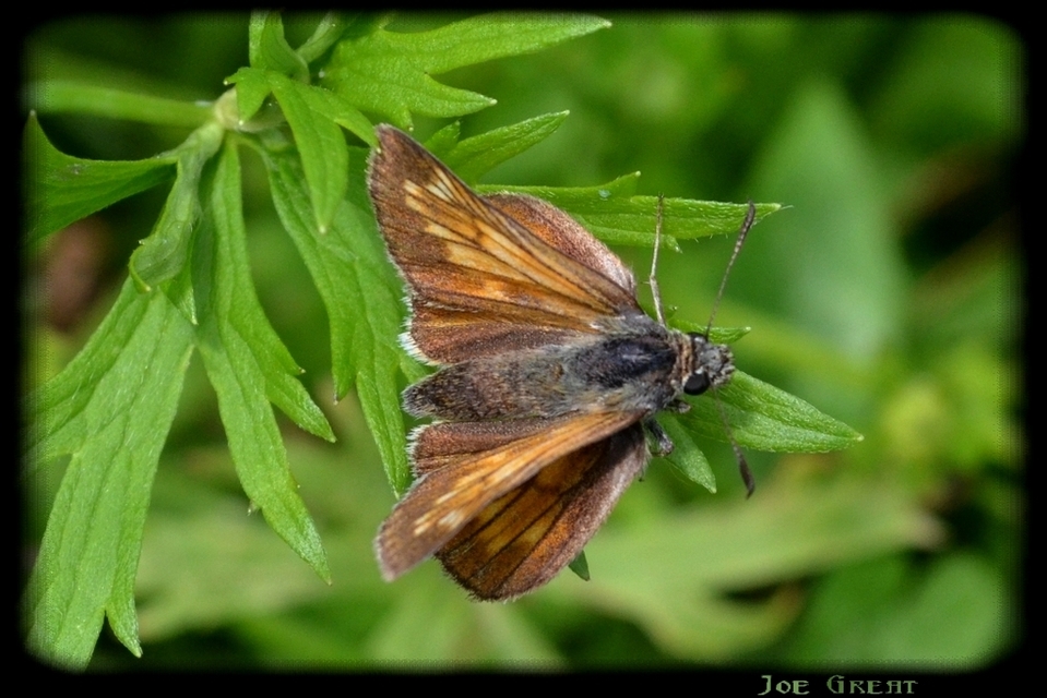Ochlodes sylvanus - erdei busalepke
