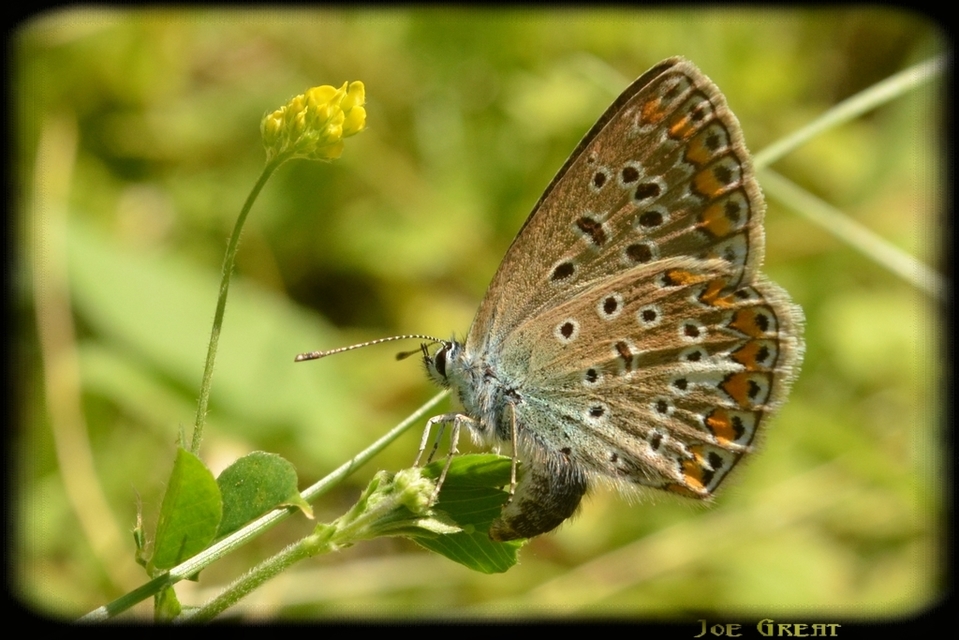 Polyommatus icarus - közönséges boglárka