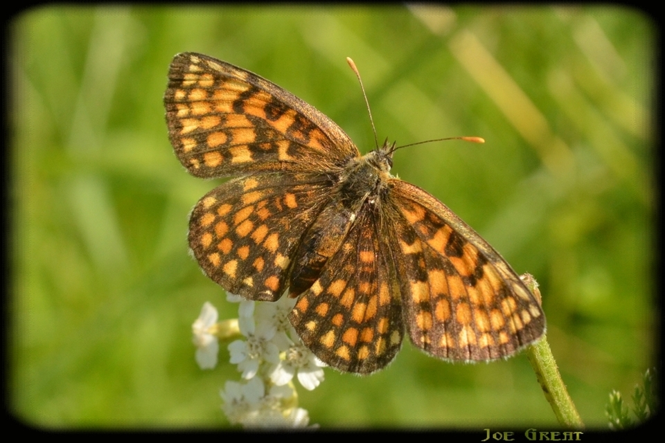 Melitaea athalia - közönséges tarkalepke