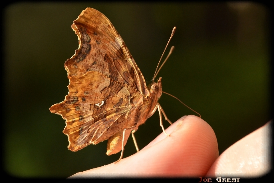 Nymphalis c-album - C-betűs lepke