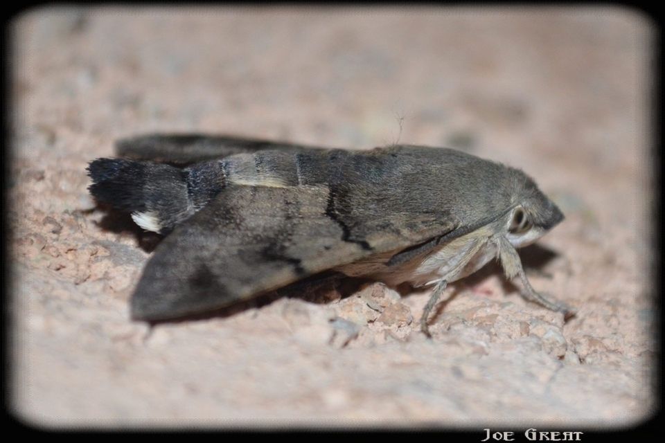 Macroglossum stellatarum - kacsafarkú szender