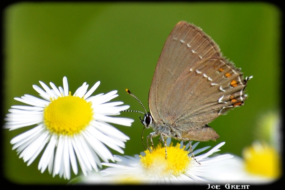 Satyrium acaciae - akác-csücsköslepke