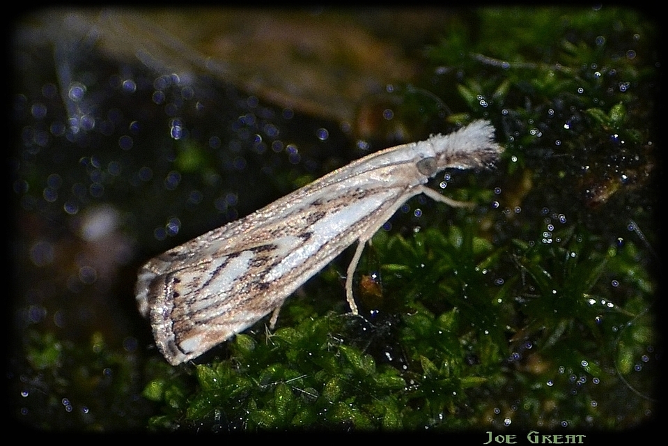 Catoptria falsella - hálós fűgyökérmoly