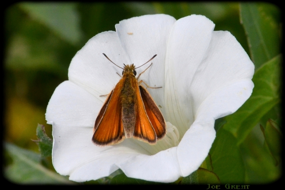 Thymelicus lineola - vonalas busalepke