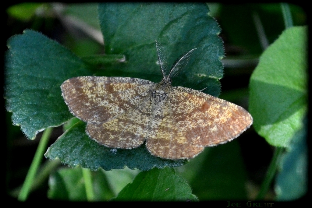 Ematurga atomaria - barna rétiaraszoló