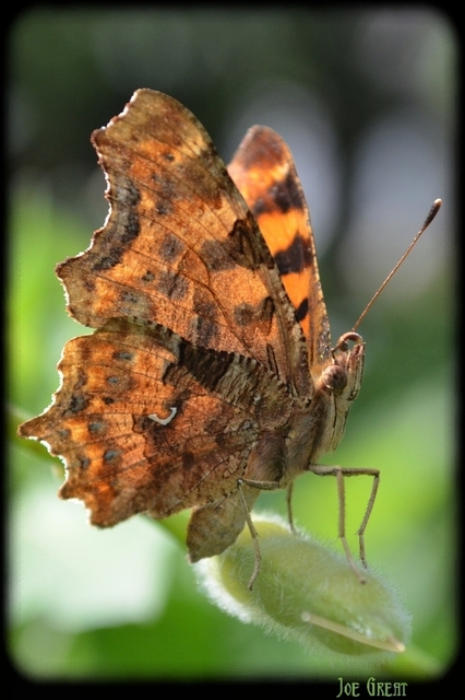 Nymphalis c-album - C-betűs lepke
