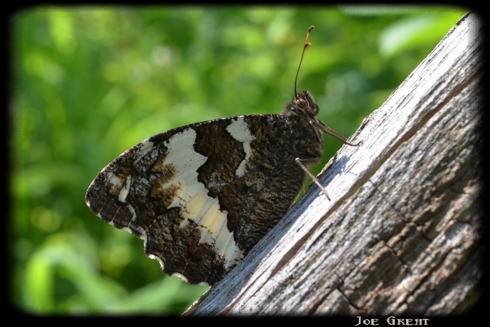 Brintesia circe - fehéröves szemeslepke