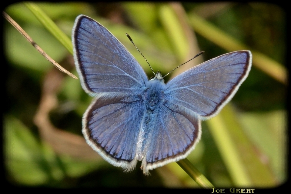 Polyommatus icarus - közönséges boglárka