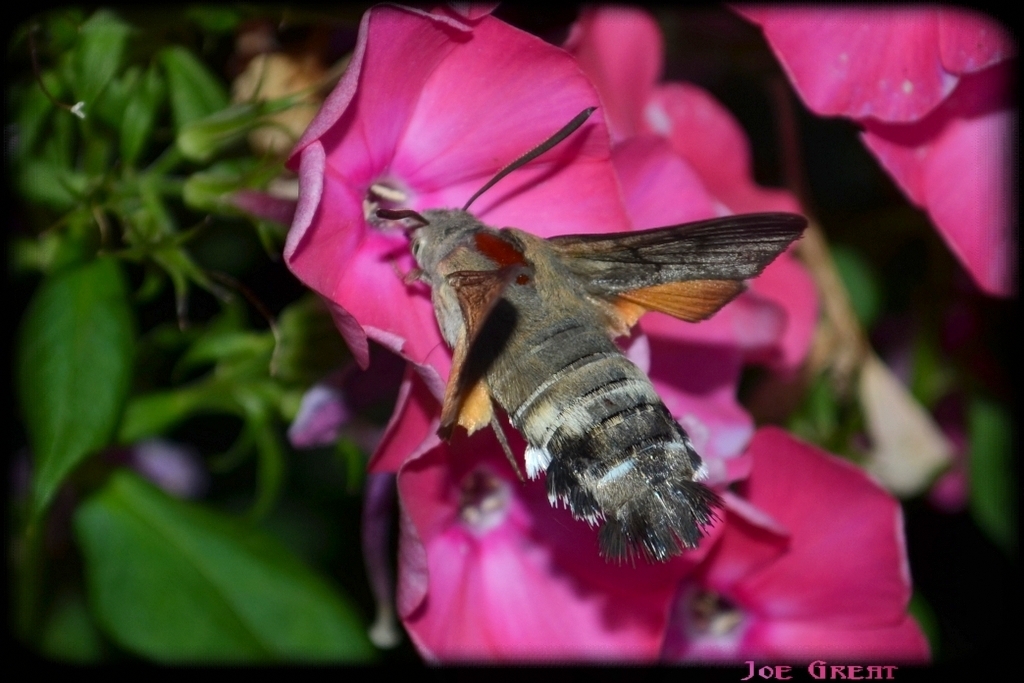 Macroglossum stellatarum - kacsafarkú szender