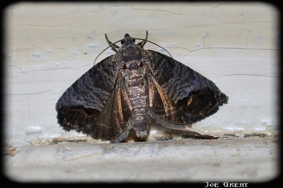 Cydia pomonella - almamoly