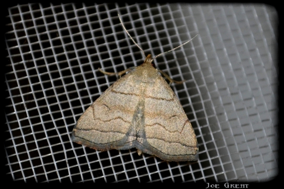 Herminia tarsicrinalis - szőröslábú karcsúbagoly