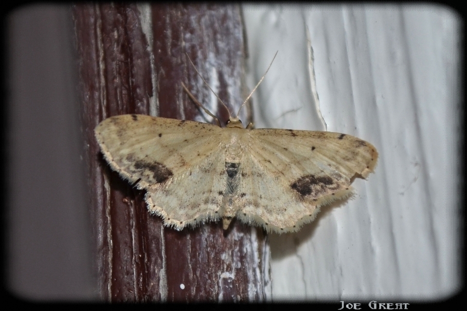 Idaea dimidiata - gyakori apróaraszoló
