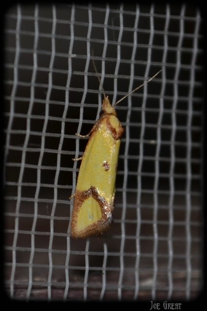 Agapeta zoegana - barnacsíkos sárgamoly
