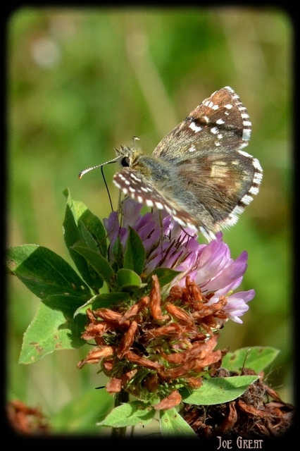 Pyrgus armoricanus - feles busalepke