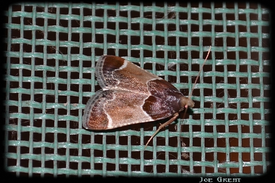 Pyralis farinalis - lisztilonca