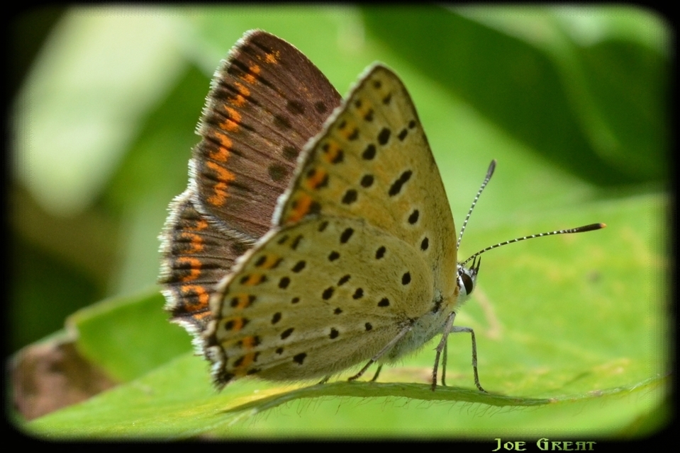 Lycaena tityrus - barna tűzlepke
