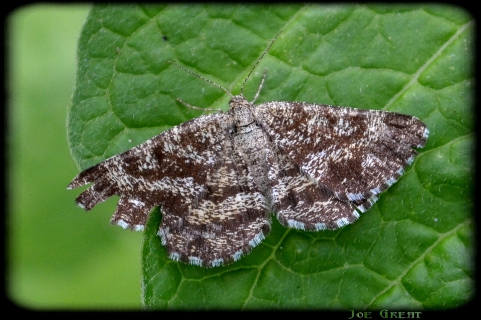 Ematurga atomaria - barna rétiaraszoló