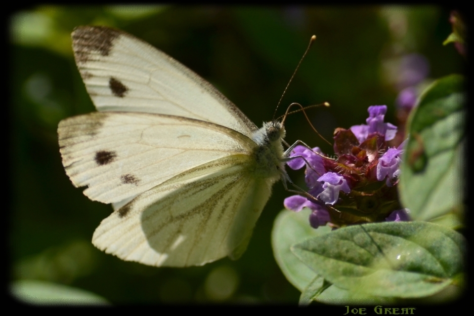 Pieris napi - repcelepke