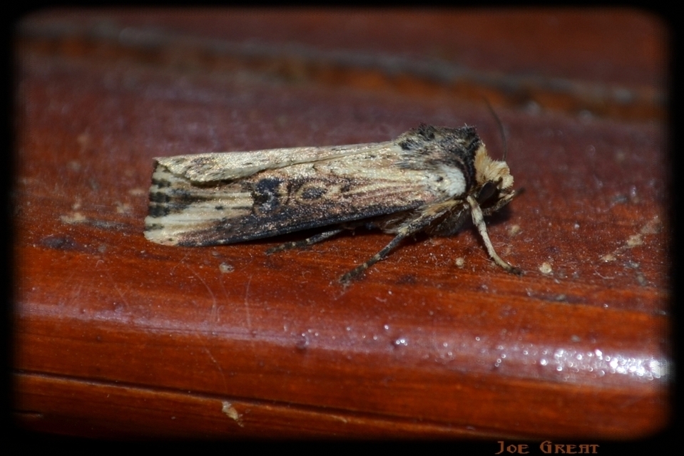 Axylia putris - vonalkás földibagoly