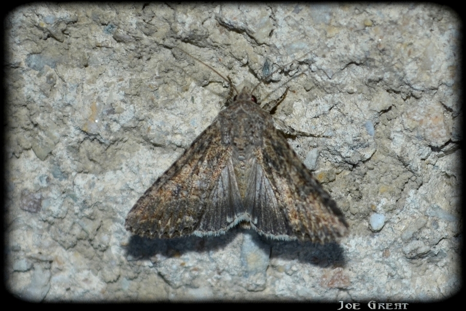 Hadula trifolii - lóherebagoly