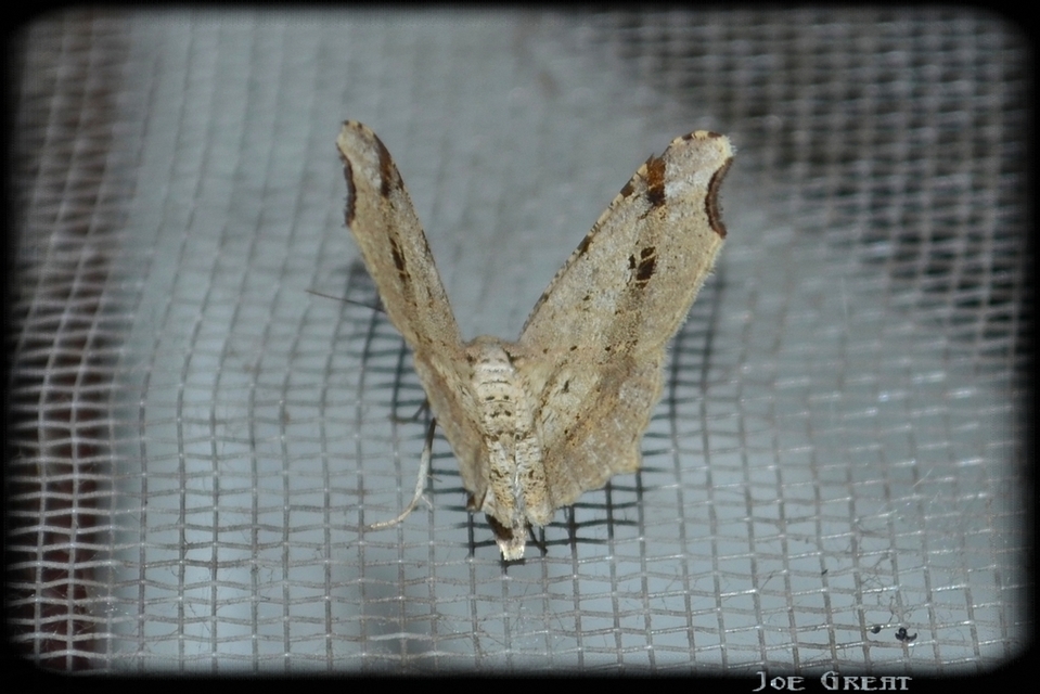 Macaria alternata - közönséges szürkearaszoló