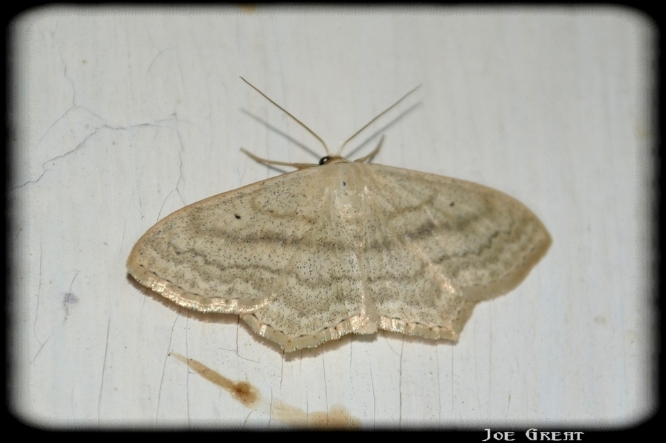 Scopula nigropunctata - feketepettyes araszoló